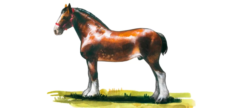 Клейдесдаль – порода лошадей