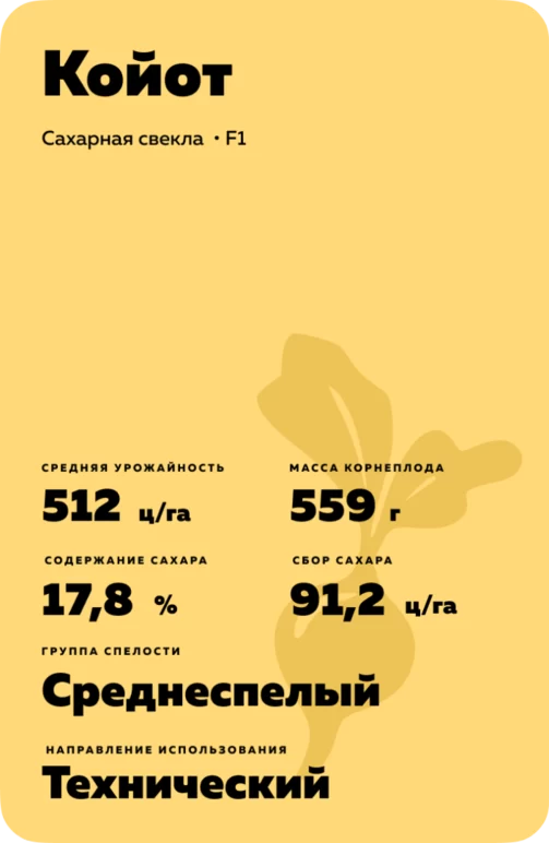 Койот