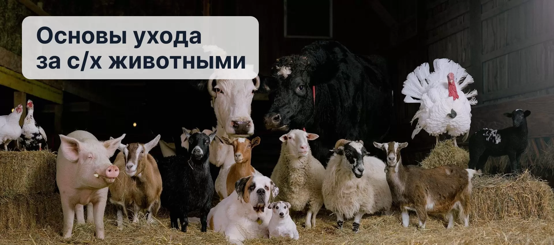 Почему я не могу выявить корову в охоте?