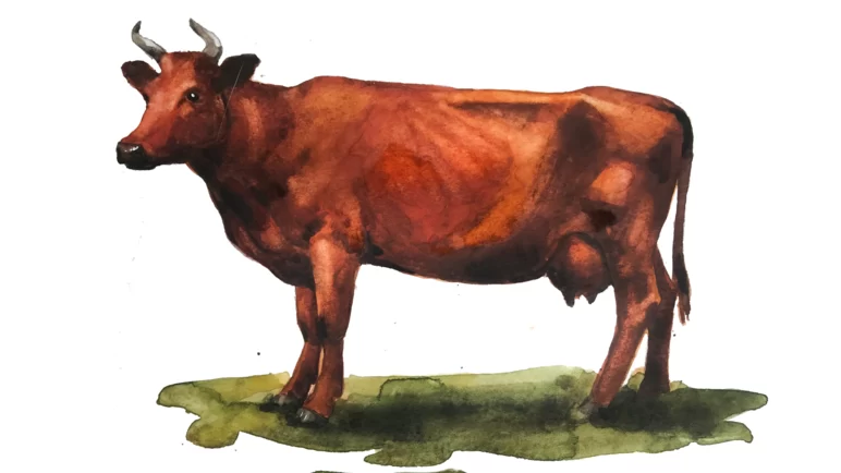 Красная горбатовская порода коров
