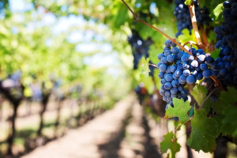 Листовой анализ и анализ почвы в виноградарстве – основные моменты
