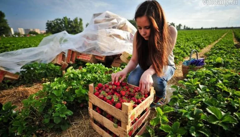Минсельхоз: В России в 1,4 раза увеличилось производство плодово-ягодных культур