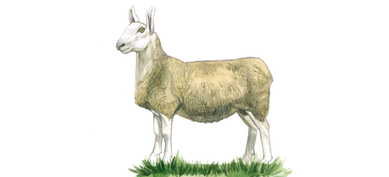 Бордер лейстер – порода овец