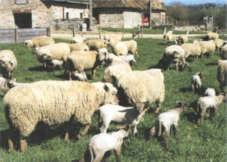 Дюдэ – Овцеводство. Гл. 14, 15-1. Типы продукции. Пастбищное выращивание ягнят