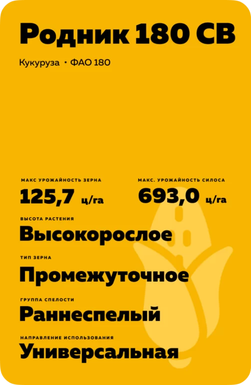 Родник 180 СВ - гибрид кукурузы (Zea mays L.).