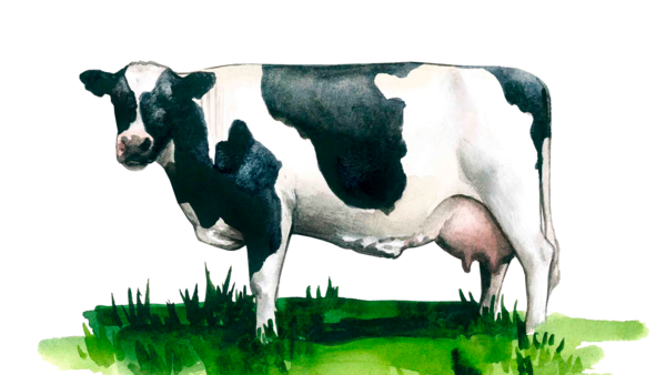 Голландская порода коров