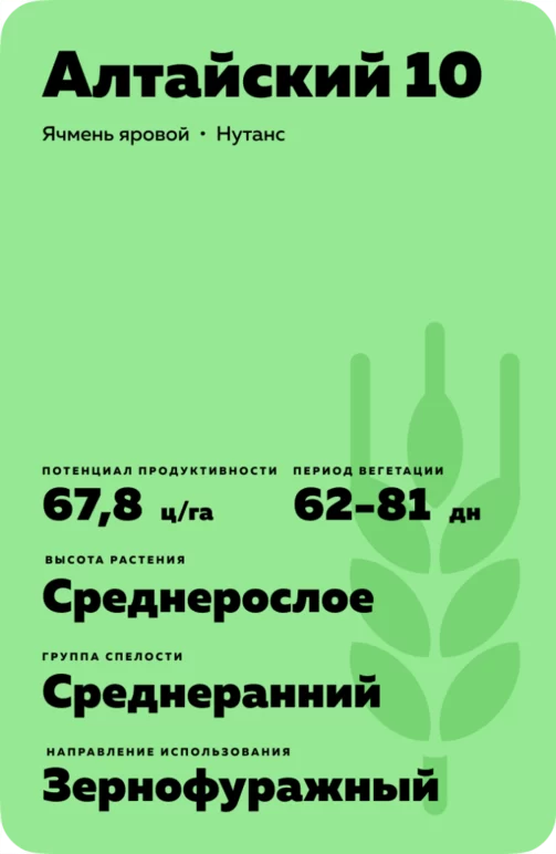 Алтайский 10 сорт ярового ячменя