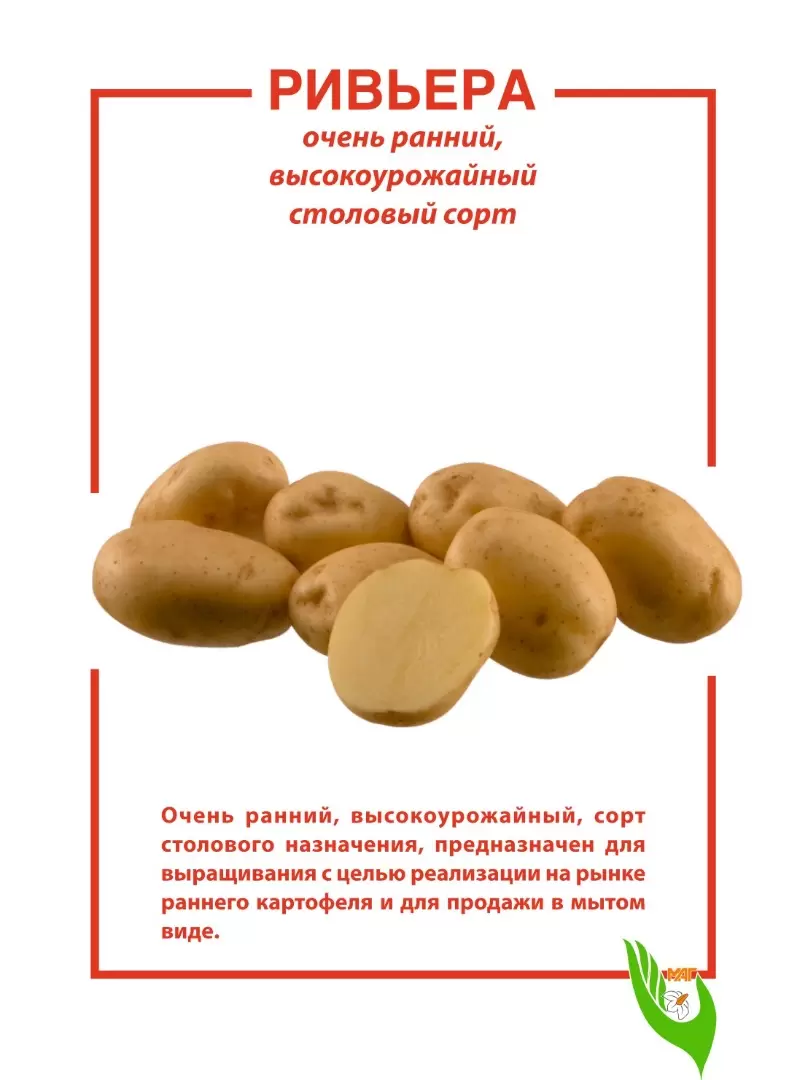 Сорт картофеля ривьера характеристика отзывы