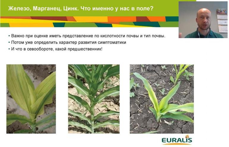 Особенности применения удобрений при возделывании кукурузы