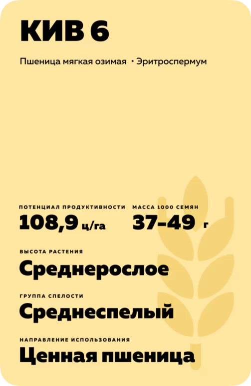 КИВ 6