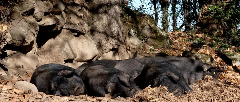 Бигоррская черная порода свиней