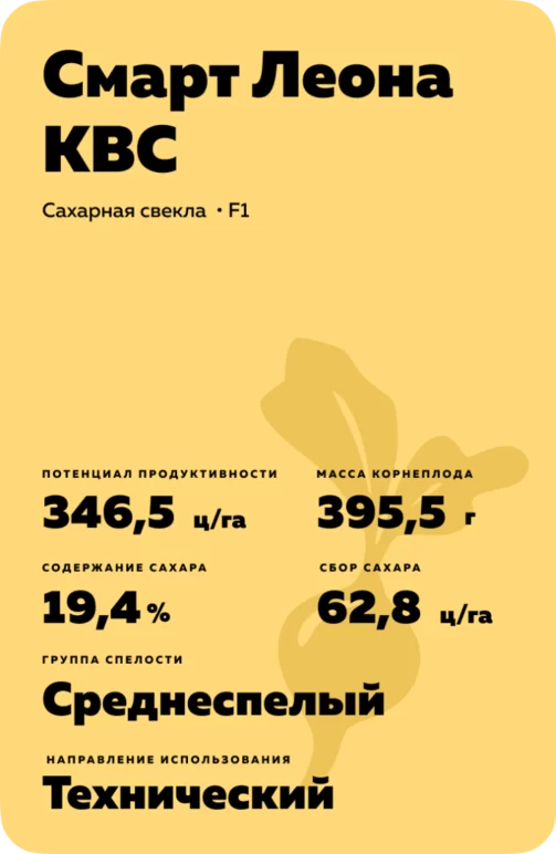 Смарт Леона КВС - гибрид свеклы сахарной (Beta vulgaris L. ssp. vulgaris var. saccharifera Alef.).