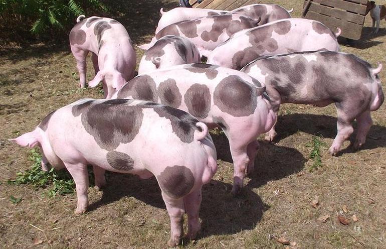 Пьетрен - порода свиней
