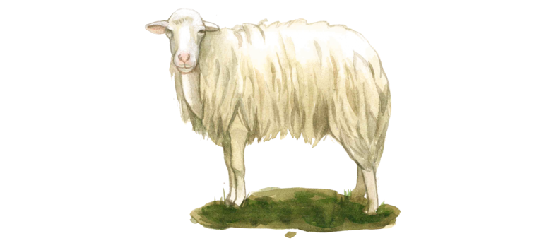 Сардинская порода овец 