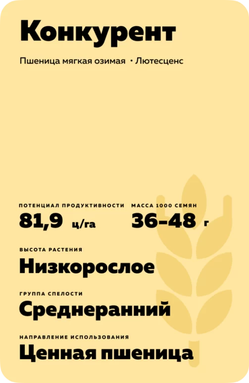 Конкурент сорт мягкой озимой пшеницы