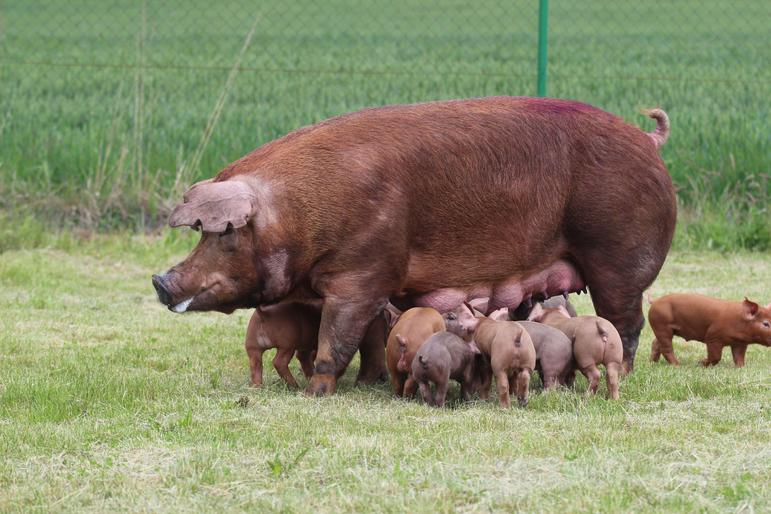 Дюрок – порода свиней