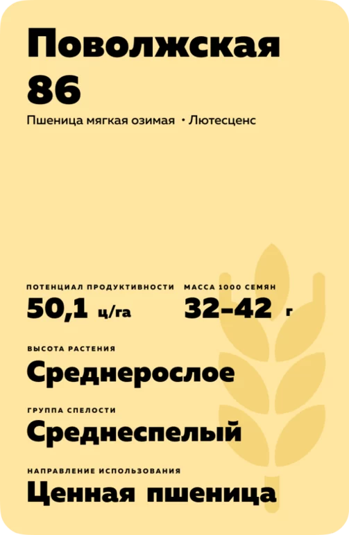 Поволжская 86 сорт мягкой озимой пшеницы