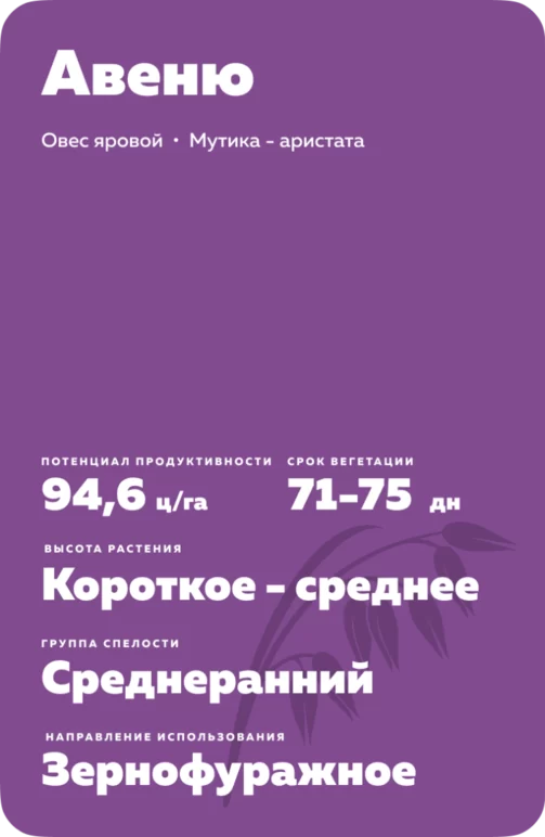 Авеню (AVENUE) сорт овса ярового