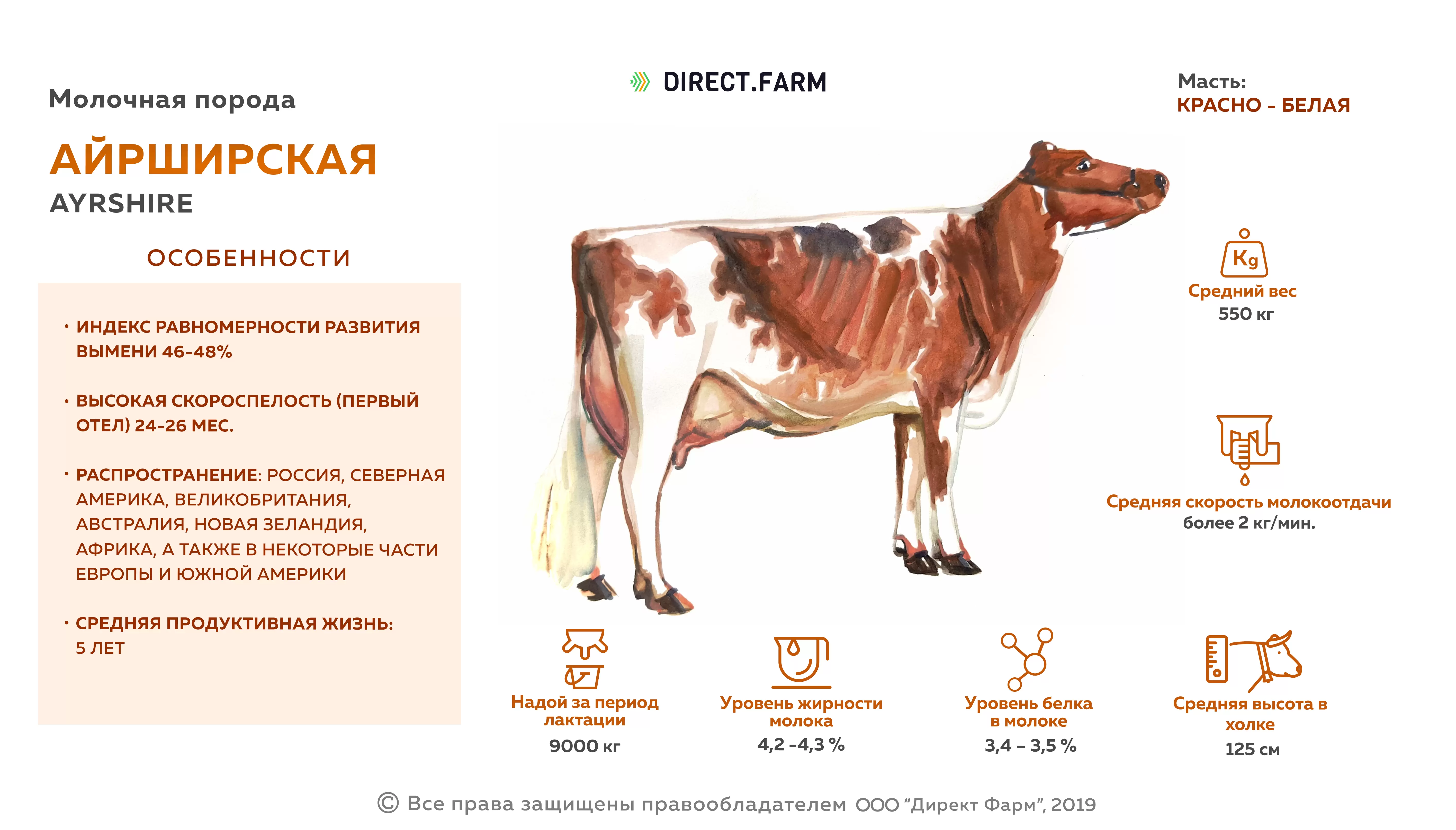 Удой коровы в год. Характеристика коров айрширской породы. Молочная продуктивность айрширской породы коров. Корова айрширской породы параметры. Стандарт породы симментальской породы коров.