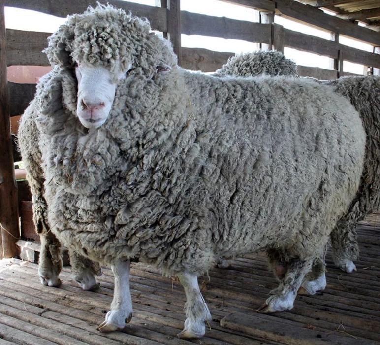 Северокавказская мясошерстная порода овец