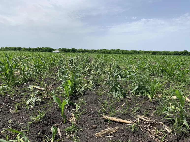 Борьба с осотом в посевах кукурузы