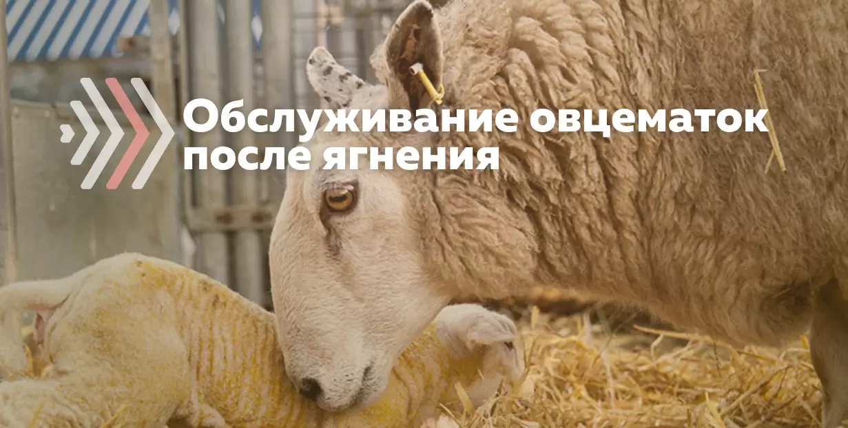 Основные болезни мелкого рогатого скота - paraskevat.ru | АПК