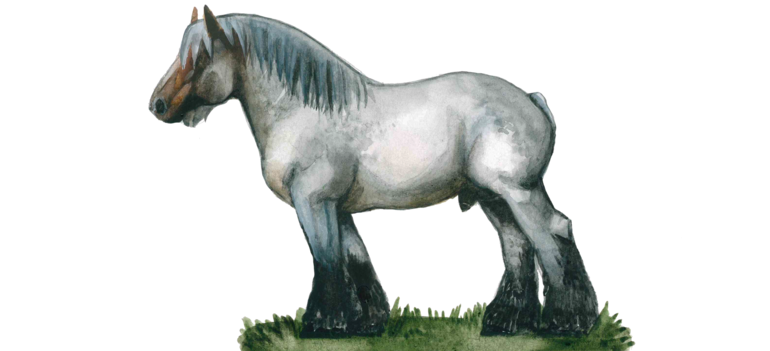 Брабансон (бельгийская тяжеловозная, бельгийская шаговая лошадь)
