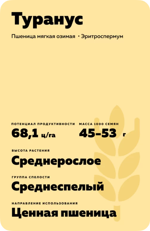 Туранус (TURANUS) сорт мягкой озимой пшеницы