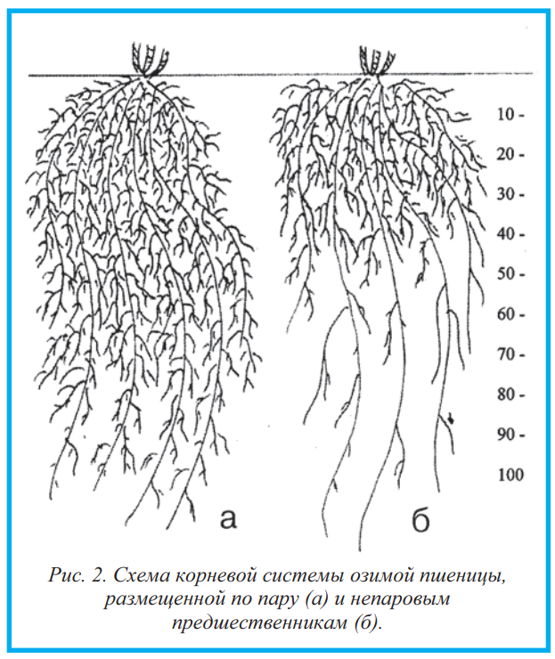 Глубина пшеницы. Корневая система озимой пшеницы схема. Вторичная корневая система озимой пшеницы. Глубина корня пшеницы озимой. Корневая система пшеницы глубина.