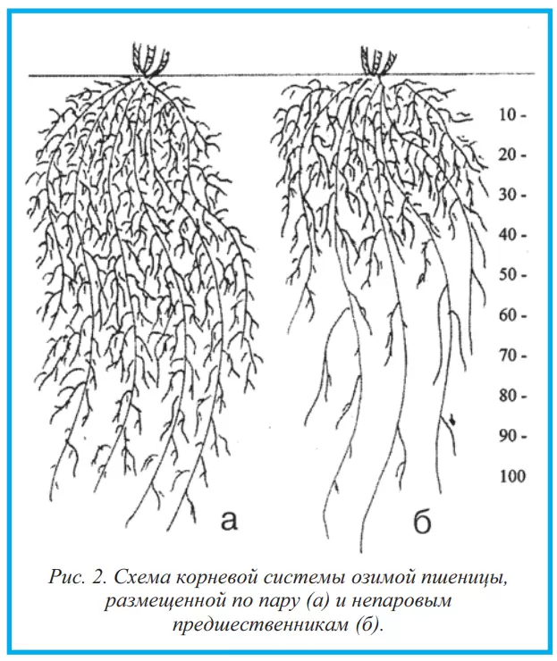 Влага и корневая система озимой пшеницы в севообороте
