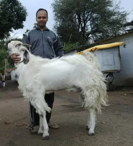 Джамнапари - порода коз