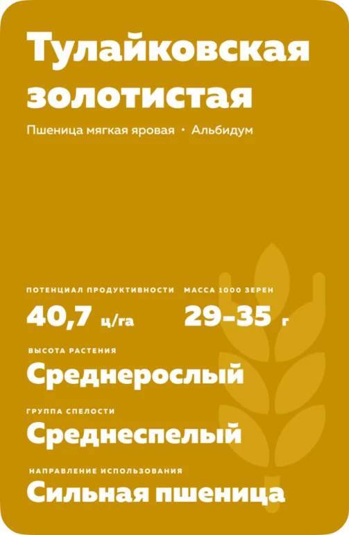 Тулайковская золотистая сорт пшеницы яровой мягкой