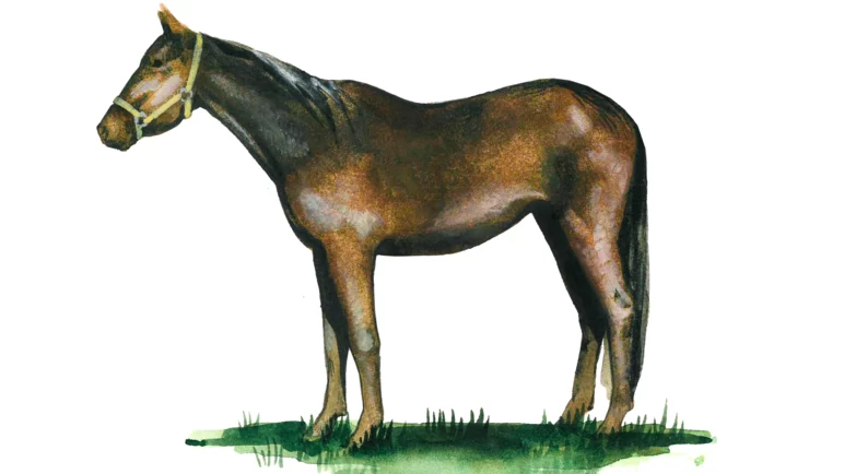 Кузнецкая порода лошадей