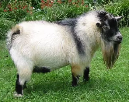 Африканский пигмей - порода коз