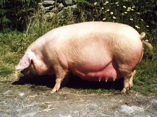 Британская вислоухая (британский лоп) – порода свиней
