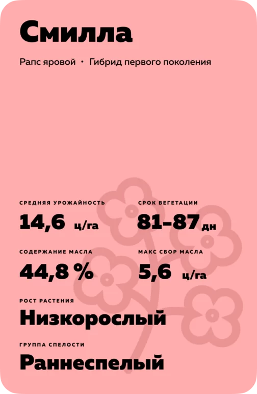 Смилла ® (SMILLA) гибрид рапса ярового