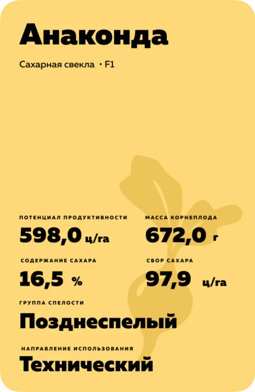Анаконда - гибрид свеклы сахарной (Beta vulgaris L. ssp. vulgaris var. saccharifera Alef.).