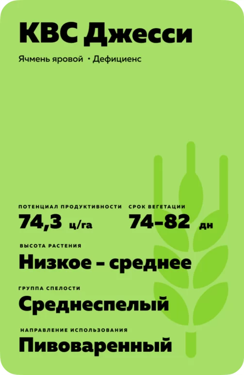 КВС Джесси (KWS JESSIE) сорт ярового ячменя