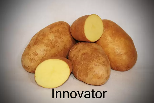 Картофель инноватор описание