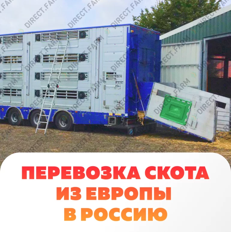 Трудности при перевозке скота из Европы в Россию