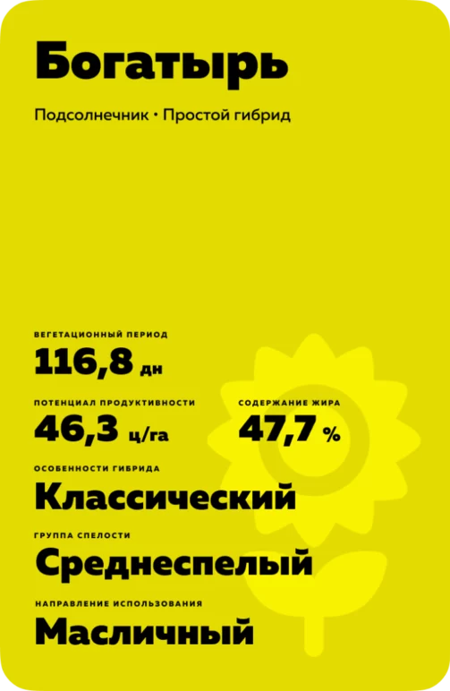 Богатырь подсолнечник