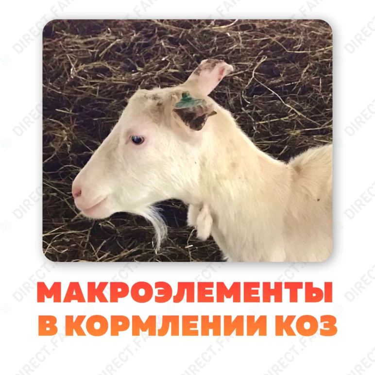 Макроэлементы в кормлении коз (нормы потребления, дефицит, избыток)
