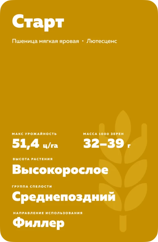 Старт сорт мягкой яровой пшеницы