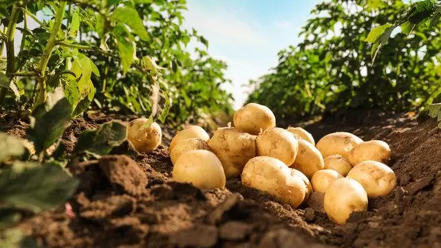 Нитрат кальция с магнием в системе возделывания картофеля