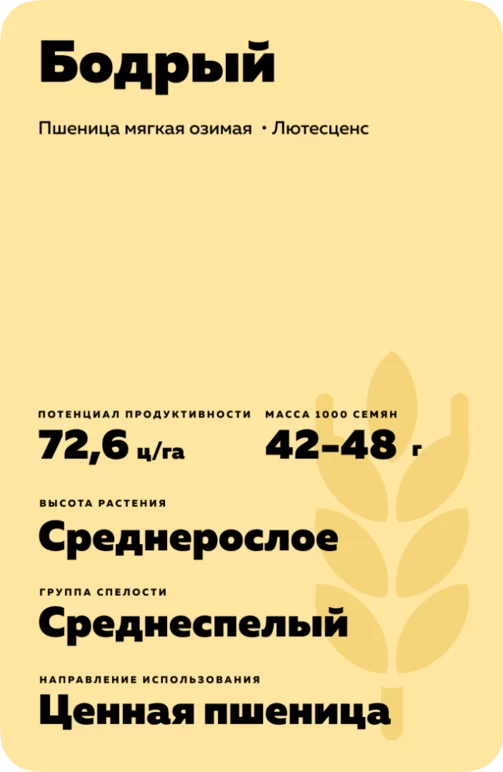 Бодрый сорт мягкой озимой пшеницы