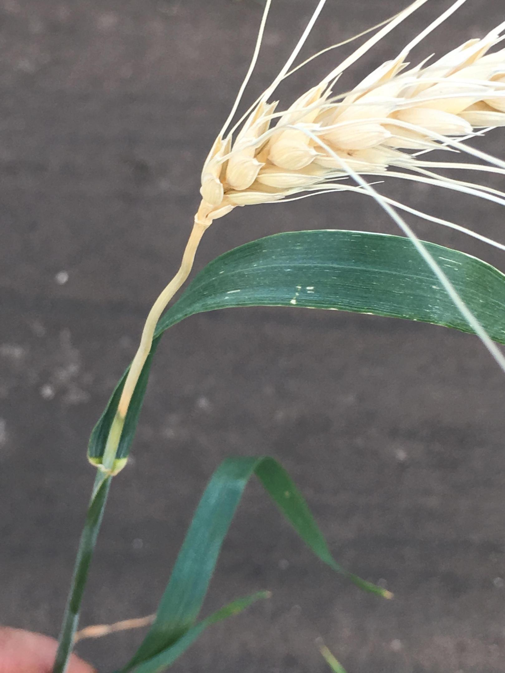 Белоколосость пшеницы