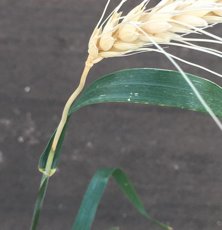 Пустой колос пшеницы - причины?