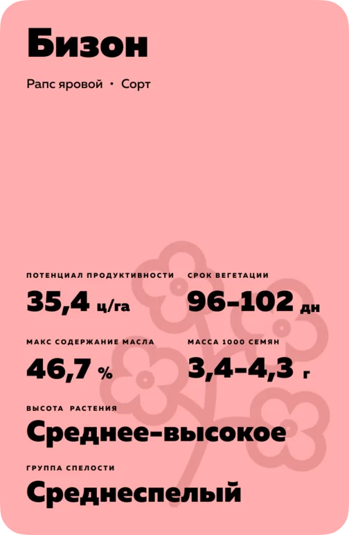 Бизон