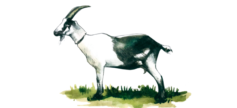 Павлин - порода коз