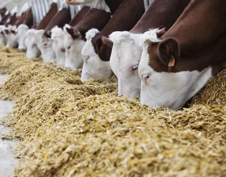 Минсельхоз отказался возмещать расходы на корма производителям молока в 2022 г.